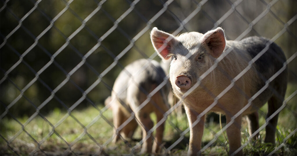 Hose screen: ideal for insulating and protecting the pig farm